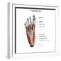 Ligaments and muscles of the human foot, planar view of the sole with labels.-Hank Grebe-Framed Art Print