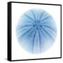 Light 1: Sea Urchin-Doris Mitsch-Framed Stretched Canvas