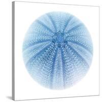 Light 1: Sea Urchin-Doris Mitsch-Stretched Canvas