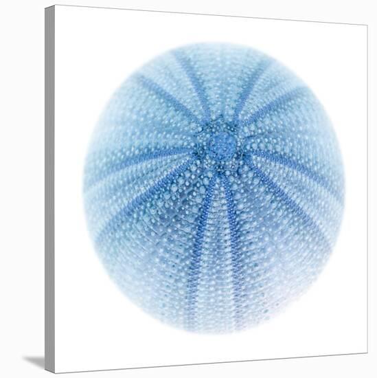 Light 1: Sea Urchin-Doris Mitsch-Stretched Canvas