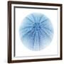 Light 1: Sea Urchin-Doris Mitsch-Framed Photographic Print