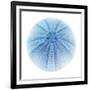 Light 1: Sea Urchin-Doris Mitsch-Framed Photographic Print