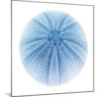 Light 1: Sea Urchin-Doris Mitsch-Mounted Photographic Print