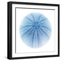 Light 1: Sea Urchin-Doris Mitsch-Framed Photographic Print