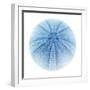 Light 1: Sea Urchin-Doris Mitsch-Framed Photographic Print
