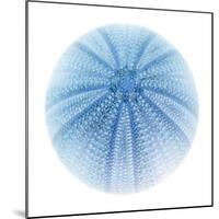 Light 1: Sea Urchin-Doris Mitsch-Mounted Photographic Print