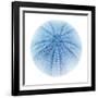 Light 1: Sea Urchin-Doris Mitsch-Framed Photographic Print