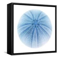 Light 1: Sea Urchin-Doris Mitsch-Framed Stretched Canvas