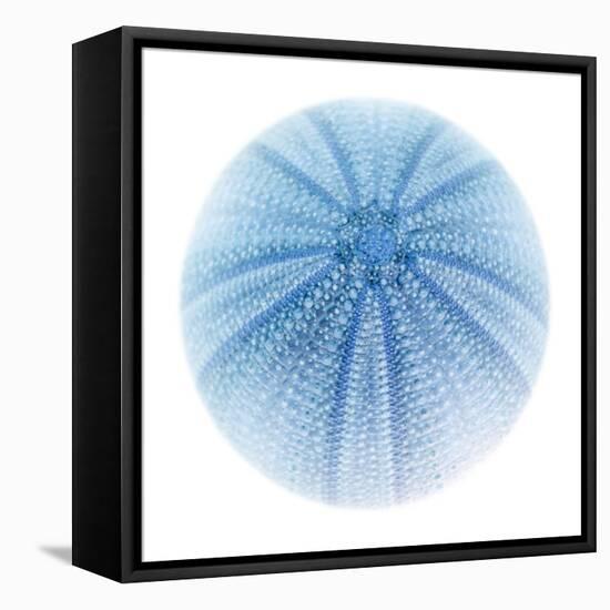 Light 1: Sea Urchin-Doris Mitsch-Framed Stretched Canvas