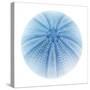 Light 1: Sea Urchin-Doris Mitsch-Stretched Canvas
