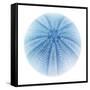 Light 1: Sea Urchin-Doris Mitsch-Framed Stretched Canvas