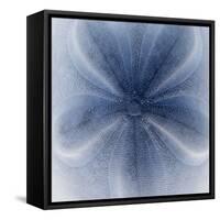 Light 2: Sea Biscuit Sand Dollar-Doris Mitsch-Framed Stretched Canvas