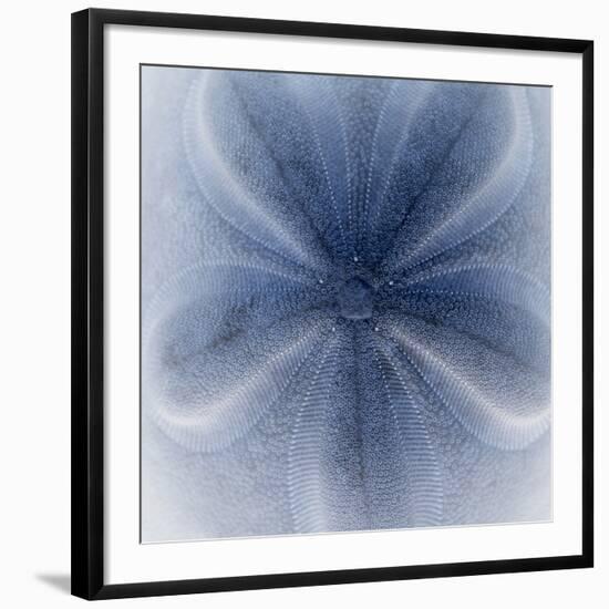 Light 2: Sea Biscuit Sand Dollar-Doris Mitsch-Framed Photographic Print