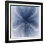 Light 2: Sea Biscuit Sand Dollar-Doris Mitsch-Framed Photographic Print