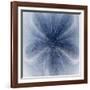 Light 2: Sea Biscuit Sand Dollar-Doris Mitsch-Framed Photographic Print