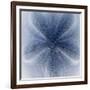 Light 2: Sea Biscuit Sand Dollar-Doris Mitsch-Framed Photographic Print