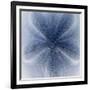 Light 2: Sea Biscuit Sand Dollar-Doris Mitsch-Framed Photographic Print