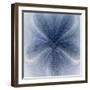 Light 2: Sea Biscuit Sand Dollar-Doris Mitsch-Framed Premium Photographic Print