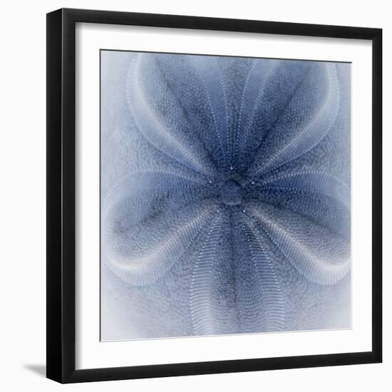 Light 2: Sea Biscuit Sand Dollar-Doris Mitsch-Framed Photographic Print