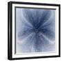 Light 2: Sea Biscuit Sand Dollar-Doris Mitsch-Framed Photographic Print