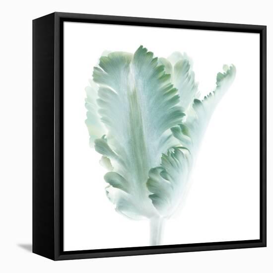 Light 3: parrot Tulip-Doris Mitsch-Framed Stretched Canvas