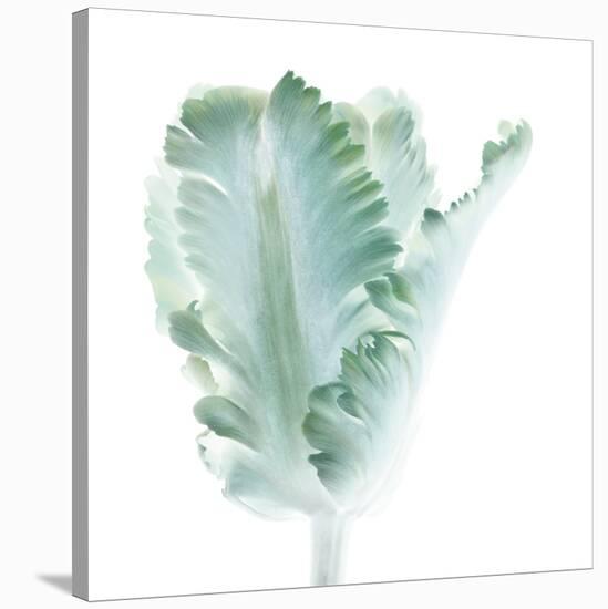 Light 3: parrot Tulip-Doris Mitsch-Stretched Canvas