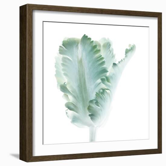 Light 3: parrot Tulip-Doris Mitsch-Framed Photographic Print