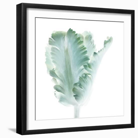 Light 3: parrot Tulip-Doris Mitsch-Framed Photographic Print