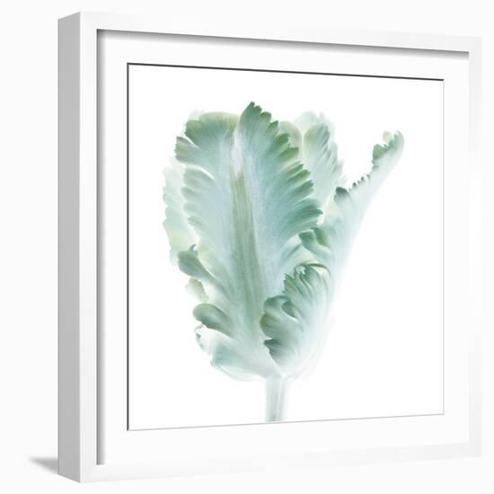 Light 3: parrot Tulip-Doris Mitsch-Framed Photographic Print