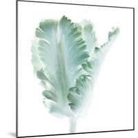 Light 3: parrot Tulip-Doris Mitsch-Mounted Photographic Print