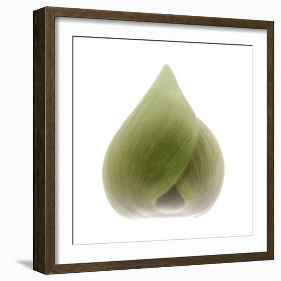 Light 4: Sacred Lotus Bud-Doris Mitsch-Framed Photographic Print