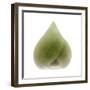 Light 4: Sacred Lotus Bud-Doris Mitsch-Framed Photographic Print