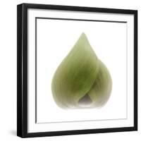 Light 4: Sacred Lotus Bud-Doris Mitsch-Framed Photographic Print