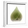 Light 4: Sacred Lotus Bud-Doris Mitsch-Framed Photographic Print