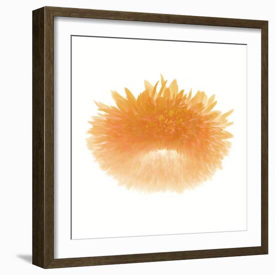 Light 6: Sunflower-Doris Mitsch-Framed Photographic Print