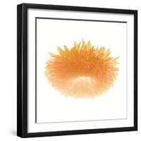 Light 6: Sunflower-Doris Mitsch-Framed Photographic Print