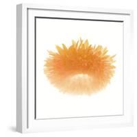 Light 6: Sunflower-Doris Mitsch-Framed Photographic Print