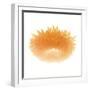 Light 6: Sunflower-Doris Mitsch-Framed Photographic Print