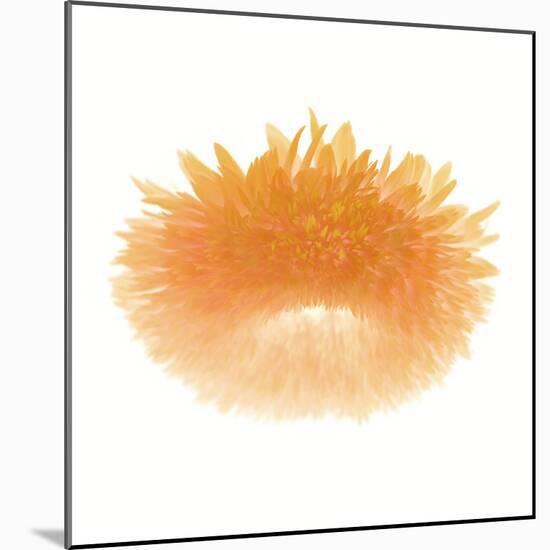 Light 6: Sunflower-Doris Mitsch-Mounted Photographic Print