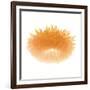 Light 6: Sunflower-Doris Mitsch-Framed Photographic Print