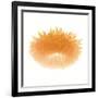 Light 6: Sunflower-Doris Mitsch-Framed Photographic Print