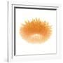 Light 6: Sunflower-Doris Mitsch-Framed Photographic Print