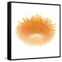 Light 6: Sunflower-Doris Mitsch-Framed Stretched Canvas