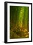 Light and Bamboo Forest, Road to Hana, Maui-Vincent James-Framed Photographic Print
