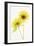 Light and Bright Floral VII-Elizabeth Urquhart-Framed Photo