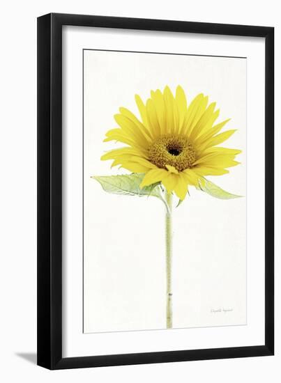 Light and Bright Floral VIII-Elizabeth Urquhart-Framed Photo