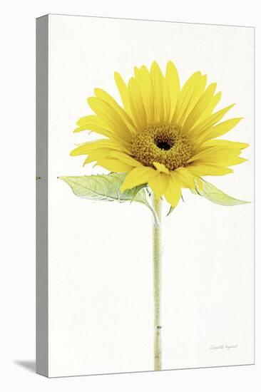 Light and Bright Floral VIII-Elizabeth Urquhart-Stretched Canvas