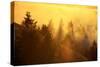 Light and Fog Attack Mount Tamalpais, Marin County, San Francisco-Vincent James-Stretched Canvas