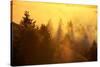 Light and Fog Attack Mount Tamalpais, Marin County, San Francisco-Vincent James-Stretched Canvas