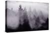 Light and Fog Play in Black and White, Nature Abstract-Vincent James-Stretched Canvas